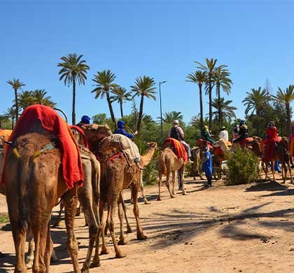 Camel ride in Palmeraie Marrakech